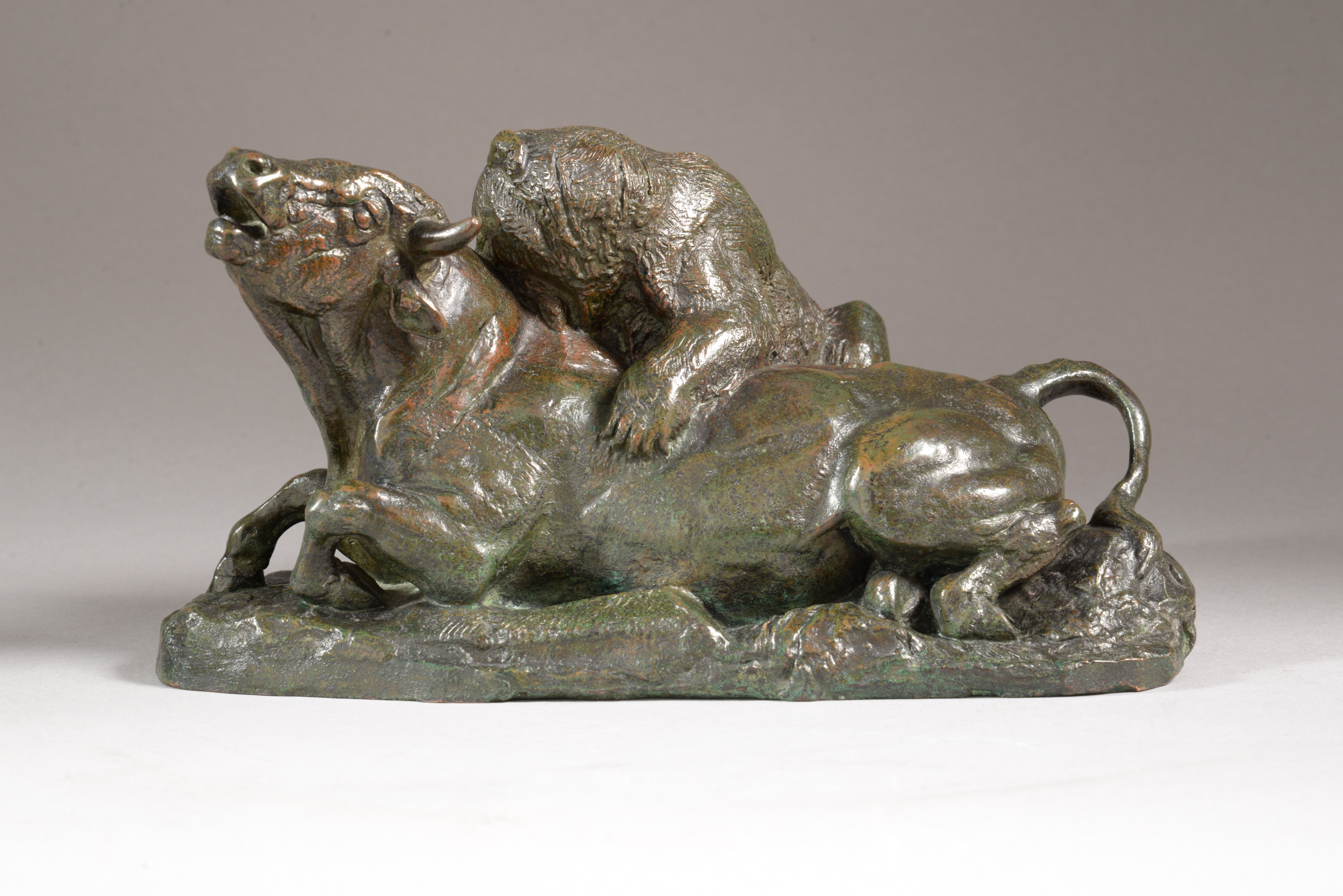 TAUREAU TERRASSÉ PAR UN OURS (terrasse naturaliste)